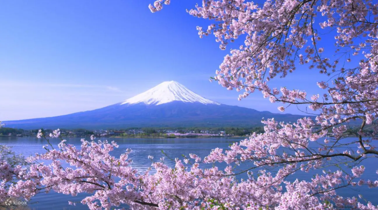 fuji spring sale